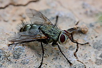 mosca_600px.JPG