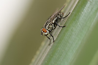 mosquita2.jpg