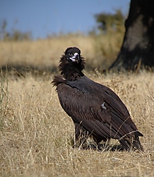 negro_mirando_hacia_atr_s_1600x1200_.JPG