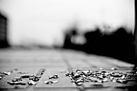 nuss_02_g11.jpg