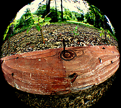 ojo111.jpg