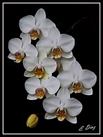 orquidea_phala1.jpg