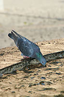 palomaIMG_8477.JPG