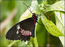 parides_iphidamas.jpg