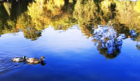 patos2.jpg