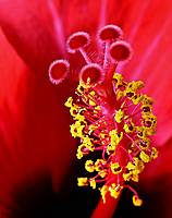 peqHibiscus5.jpg