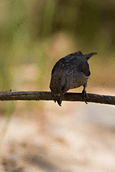 piquituerto-2.gif