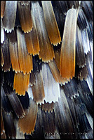 plumas-polilla-C.jpg