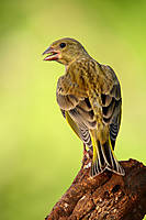 pollo1.JPG