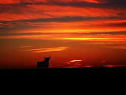 puesta_de_sol_toro_cs.jpg