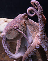 pulpo_.jpg