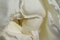rosa210.jpg