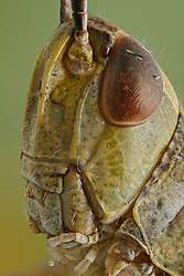 saltamontes12.jpg