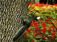 squirrelcol_low.jpg
