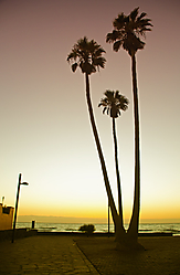 sunset_palms.jpg