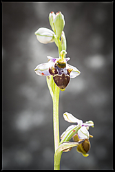 taller_orquideas_1_de_1_.jpg