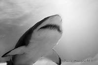 tiburon_oceanografic.jpg