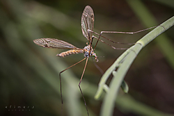 tipula1.jpg