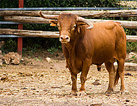 toro4.jpg