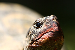 tortuga9.JPG