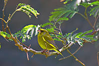 verde01.jpg