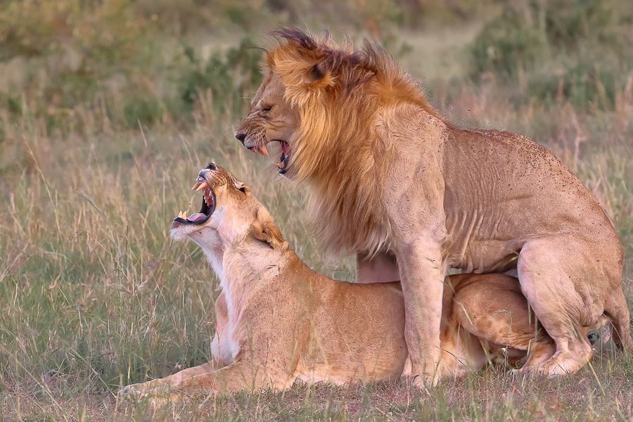 AMOR FELINO