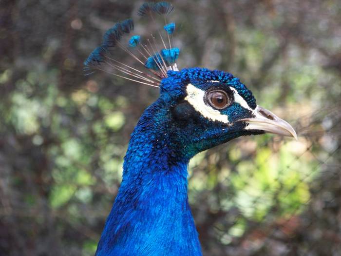 pavo real