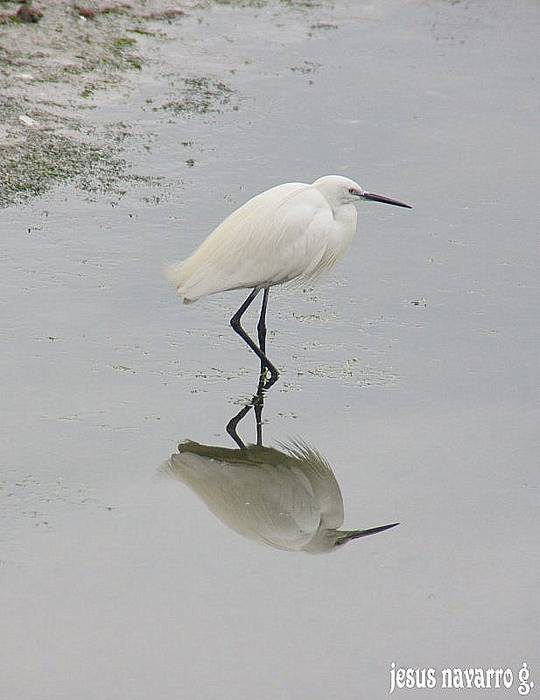 garza
