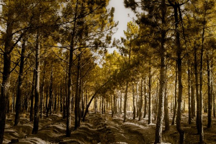 el bosque encantado
