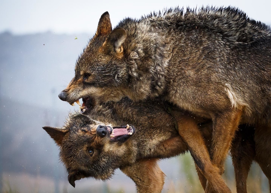 Pelea de lobos