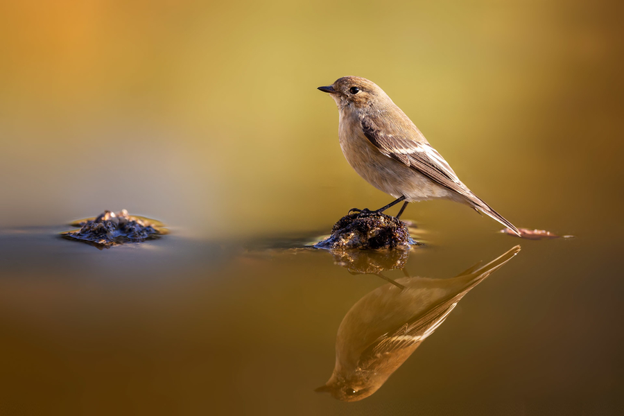 Reflejos