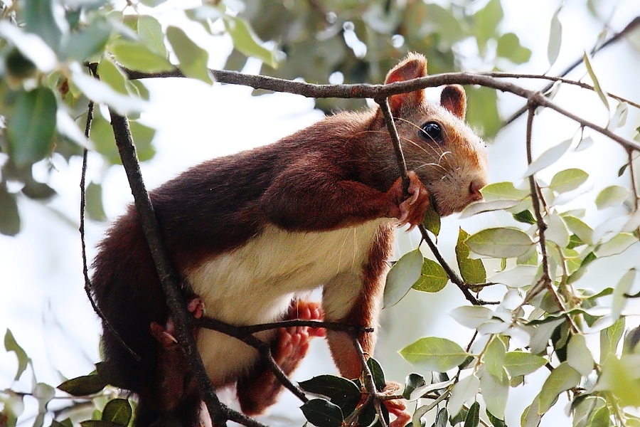 Sciurus vulgaris