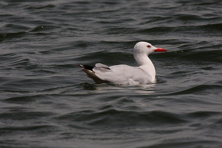 Gaviota de Audouin