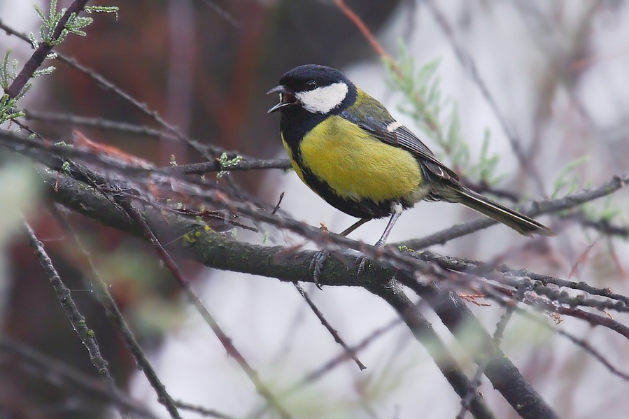 Parus major