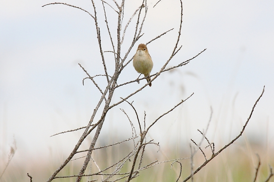 Acrocephalus scripaceus