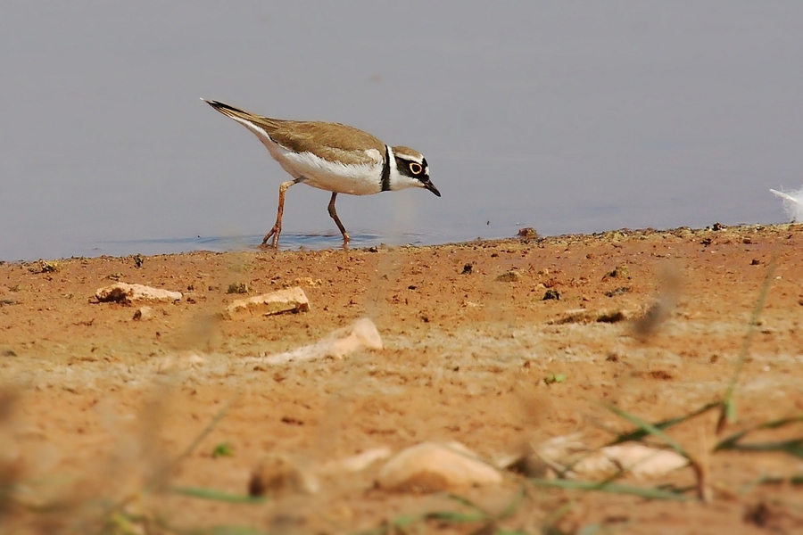 Charadrius dubius