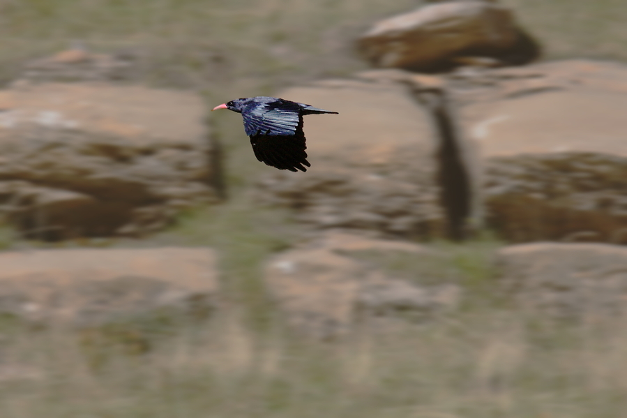Pyrrhocorax pyrrhocorax