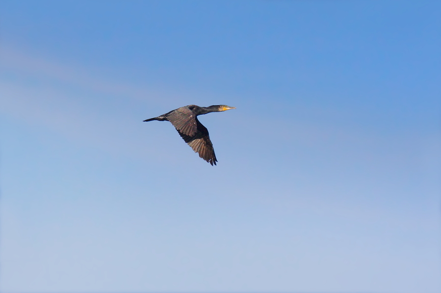 Phalacrocorax carbo