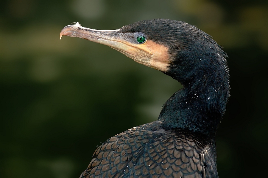 Phalacrocorax carbo