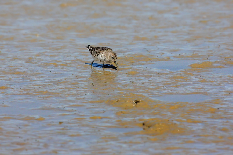 Calidris alpina