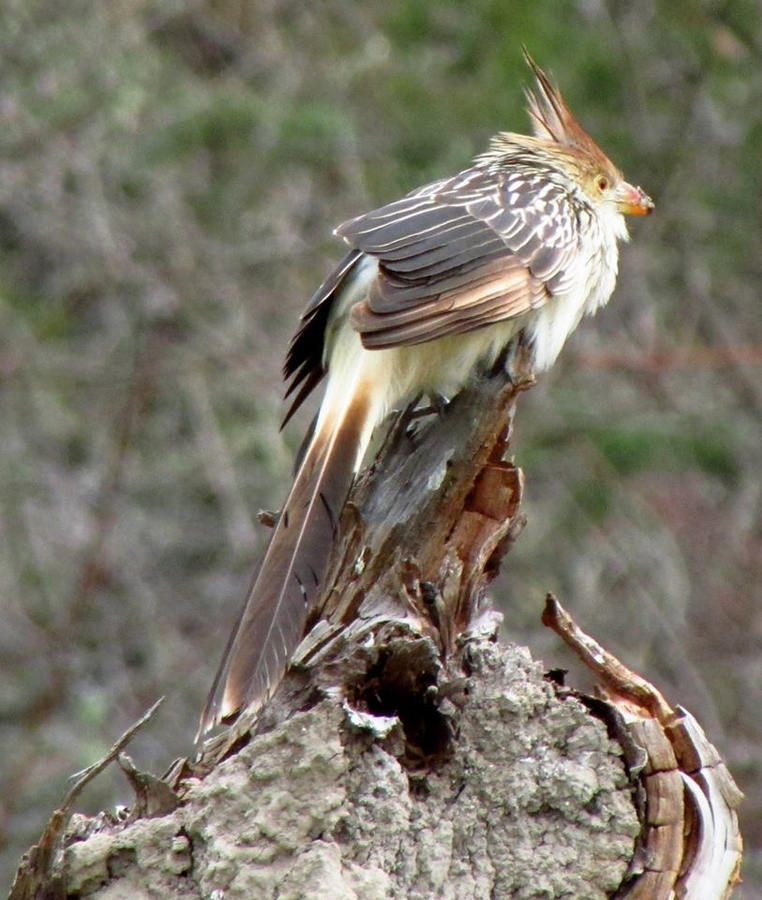 El pajaro