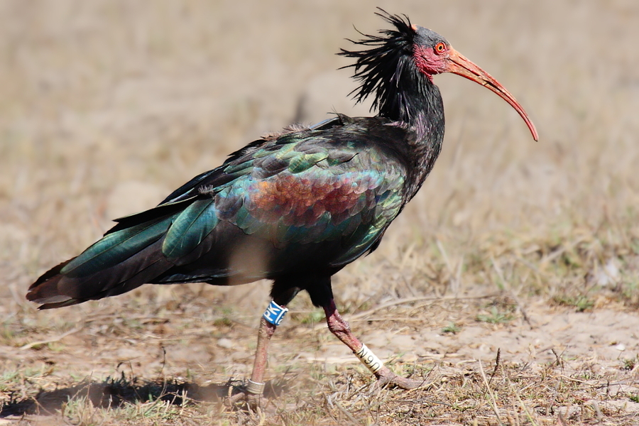 Ibis Eremita