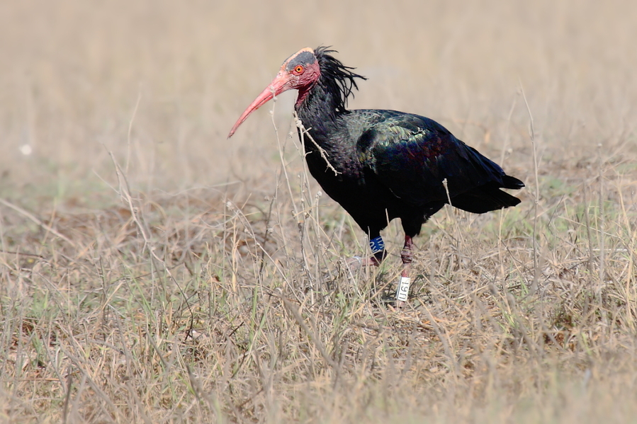 Ibis Eremita