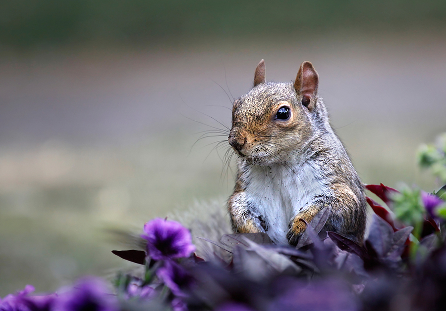 Entre flores