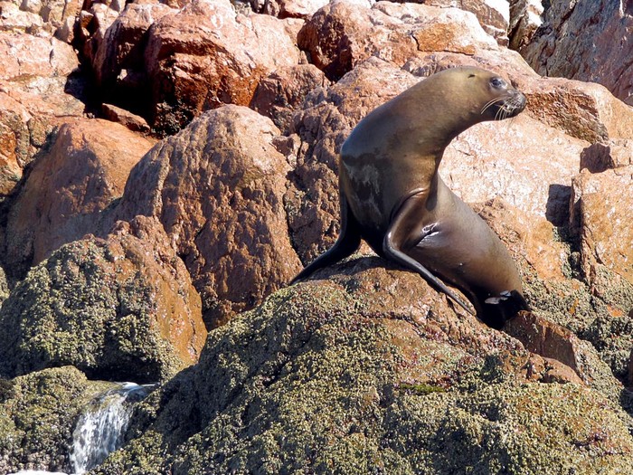 Foca-Marina-300