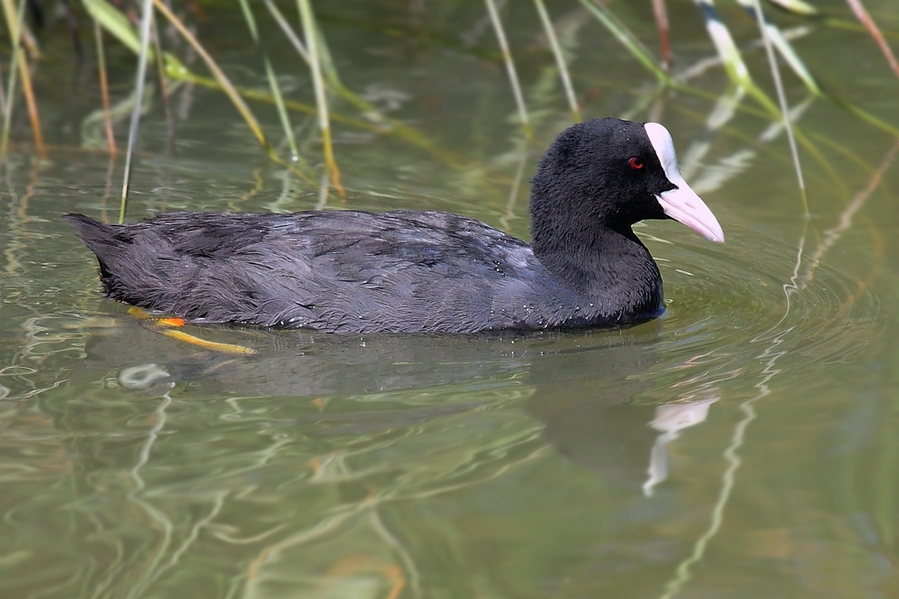Fulica atra