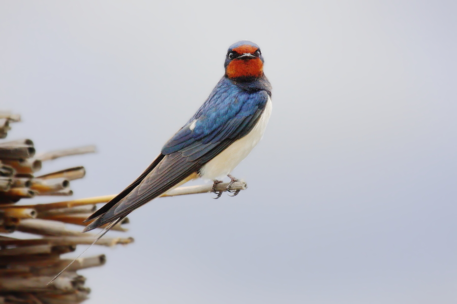 Hirundo rustica