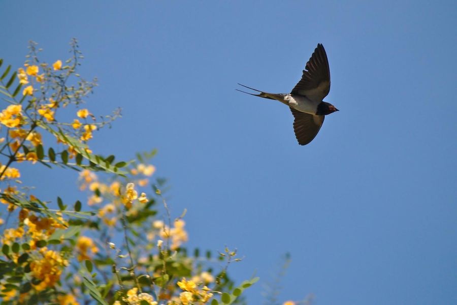 Golondrina