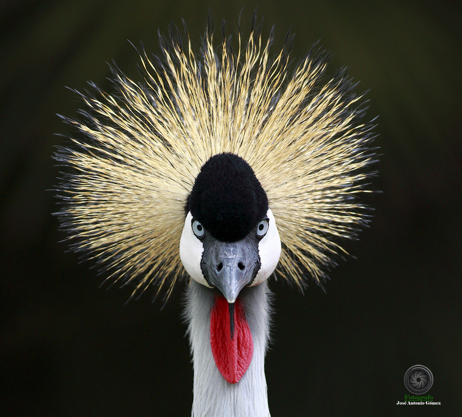 Grulla_Coronada_