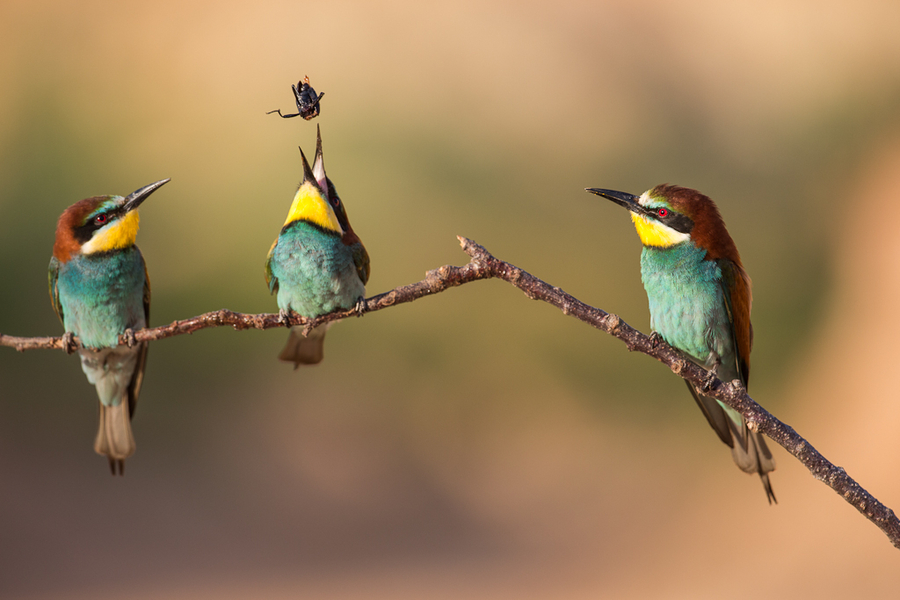 Finalista FOTOAVES 2012  SEO/BirdLife